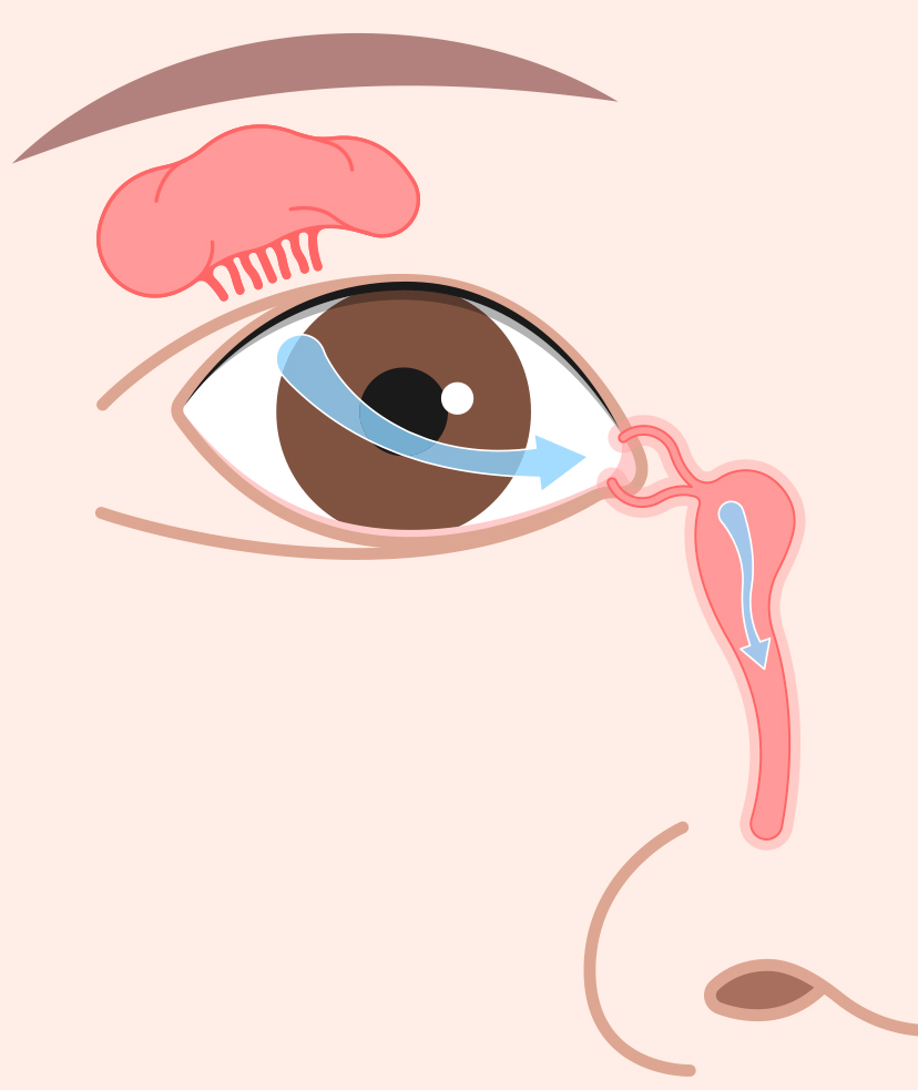 Cartoon drawing of a person's eye and tear duct